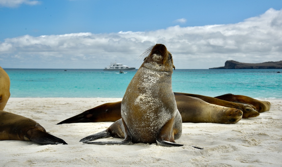 Galapagos Sea Lion - Galagents