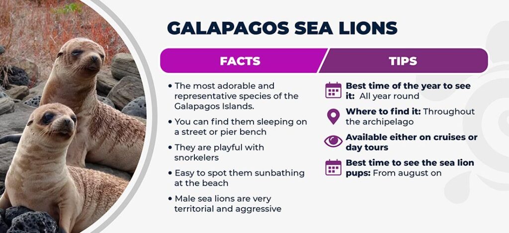 8 Iconic Galapagos Wildlife Species: Facts and tips for not missing them