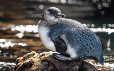 The Unique and Amazing Galapagos Penguin