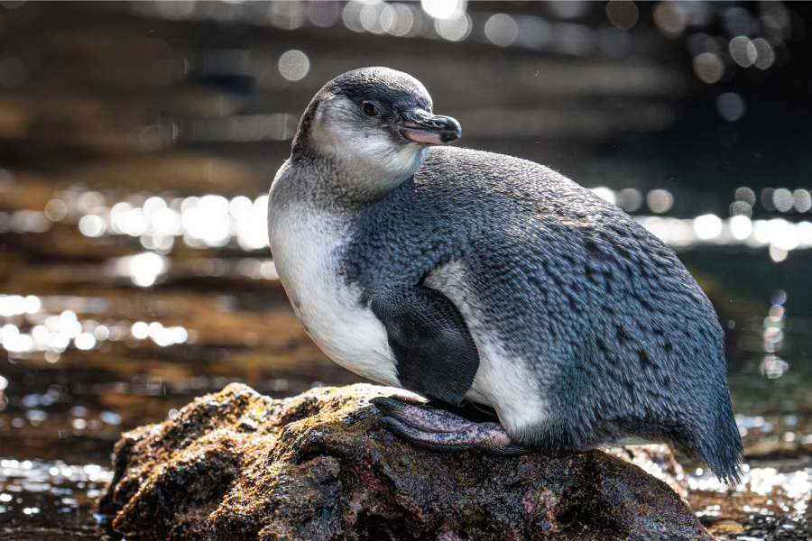 The Unique and Amazing Galapagos Penguin