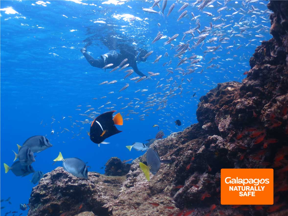 Diving - Galapagos Naturally Safe