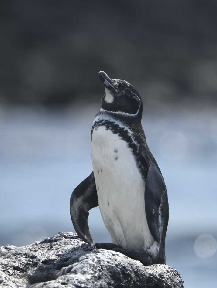 Pinguin Galapagos Island