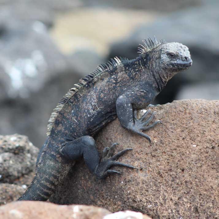 Galapagos Iguana