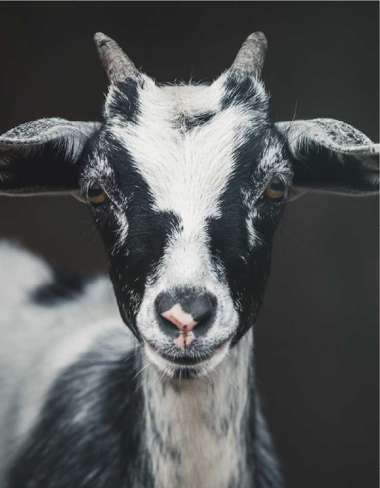 Goat introduced species