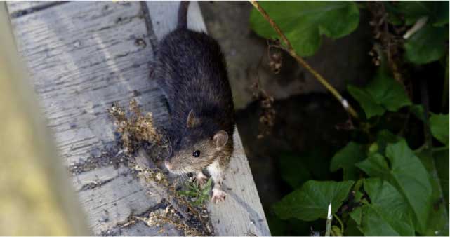 Introduced species black rats