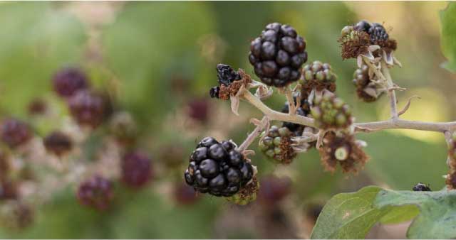 Introduced species blackberry