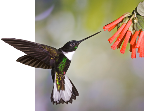 Travel Tips For The Next Year: Endemic birds of Ecuador