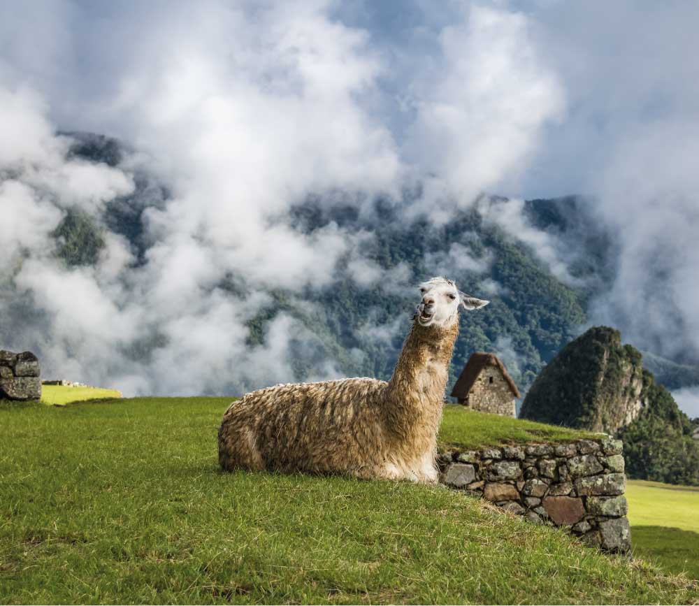 Animals in peru